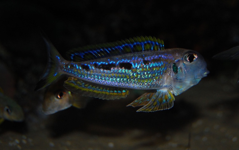 Xenotilapia singularis 'Kalya'